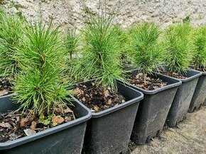 Cedr Sibiřský ( Pinus Sibirica ) - 1