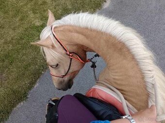Palomino WPBr klisna