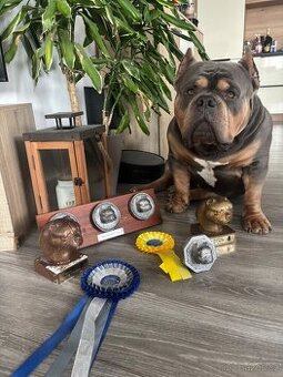 American bully Pocket s pp- KRYTÍ