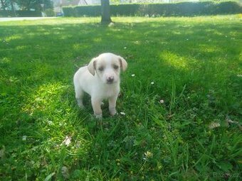Jack Russell teriér