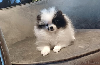 Mini fenka pomeranian s PP