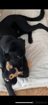 Labrador x Retrivr