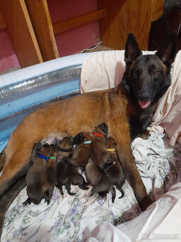 Prodám štěně BO Malinois PP