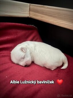 Coton de Tuléar štěňátka s PP - rezervace - 1