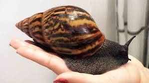 Šneci - ideální mazlíček pro alergické.