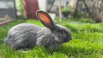 Prodám králíka - Moravský modrý