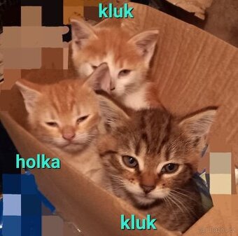 Daruji koťátko - kočička kocourek