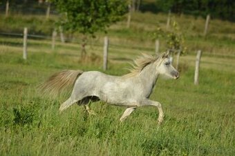Welsh mountain pony - kobylka