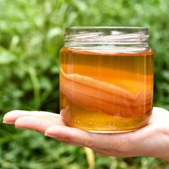 Startovací sada na kombuchu – domácí SCOBY + čaj