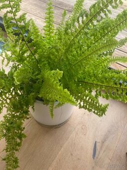 Pokojová kapradina