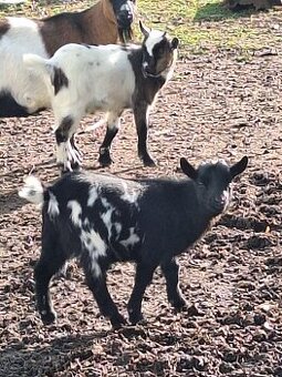 Holandská zakrslá koza