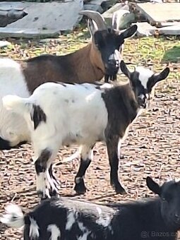 Holandská zakrslá koza