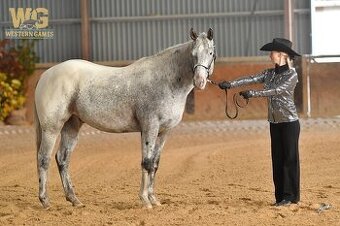 Appaloosa valach NOVÁ CENA 