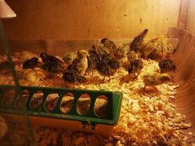 Vejce křepelek, křepelky, křepelka, násadová vajíčka