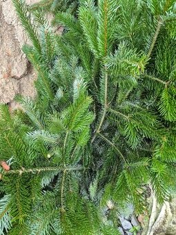 Chvojí jedle kavkazská