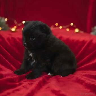 Štěňátka pomeraniana s PP