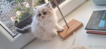 💚Britská koťátka s PP💚