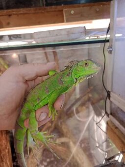 Leguán zelený (Iguana iguana)