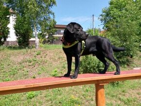 Černý labrador, čistokrevný, bez PP - nabídka krytí - 1