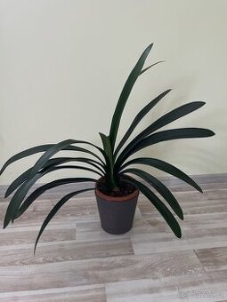 Pokojová rostlina- Klívie