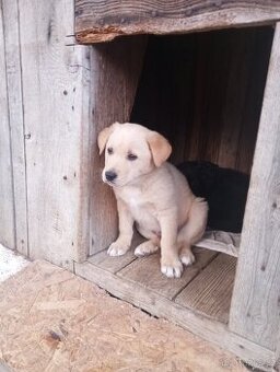 Nabízím štěňata