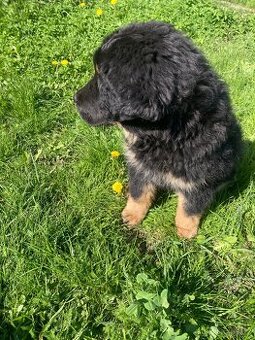 Štěně Tibetské dogy