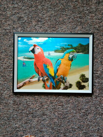 Obraz 3D - papoušci (lentikulární tisk)