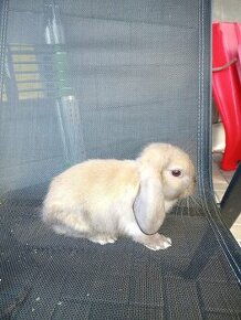 Zakrslý králík beránek kluk hnědý - 1