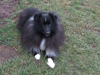 Sheltie/šeltie - bicolor pes s PP a zdravotními testy