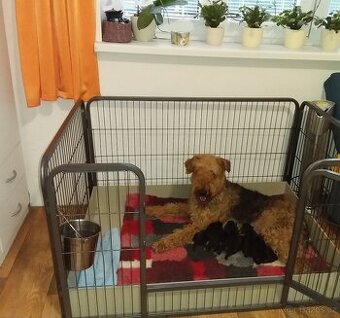Erdelteriér- Airedale terrier, štěňata - 1