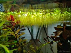 Salvinia natans (Nepukalka plovoucí) - 1