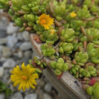 Delosperma nubigenum - 1