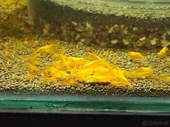 Neocaridina davidi