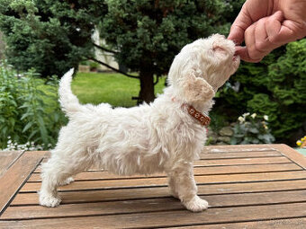 Štěňata lagotto romagnolo - italský vodní pes s PP