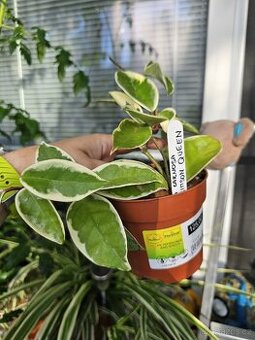Hoya Flamingo Dream,Hoya Carnosa Krimson