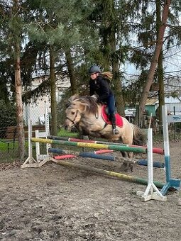 Pony valach