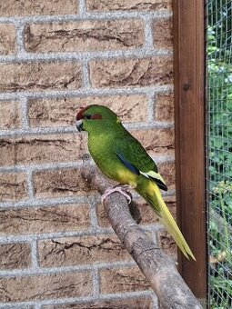 Kakariky - 1