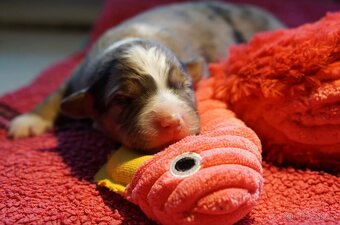 Australský ovčák s PP, blue merle a black tricolor feny