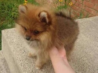 Pomerian