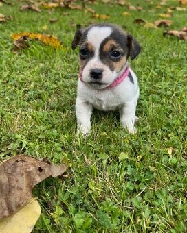 Jack Russell teriér - štěně