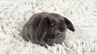 Zakrslý beránek, králíček, králík - CRISTIAN