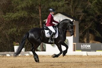 Fríská 8letá drezurní klisna s titulem Ster