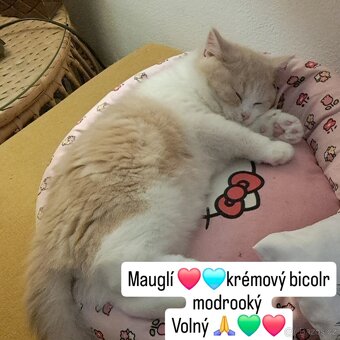 Britská koťátka s PP