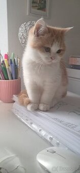 Britská koťátka s PP