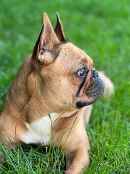 Francouzský buldoček -krytí