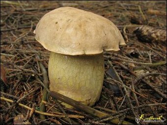 Koupím čerstvé hořčáky