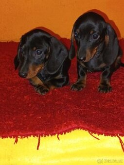 Jezevčík hladkosrstý trpasličí/králičí s PP