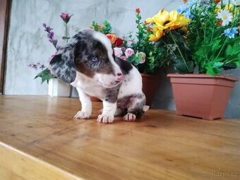 Jezevčík trpasličí Merle