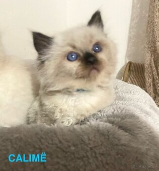 Ragdoll koťátka s PP FIFe