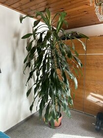 Pokojová květina dracena - vysoká přes 2,5m